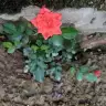 Htceafsrg