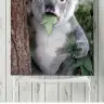 Prenses Koala