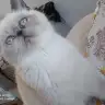 Tgcesnrl