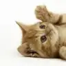 tramisu