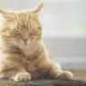 Portii