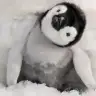 yagmurmur