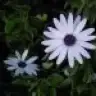 darknessquenCh