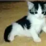 serpinti