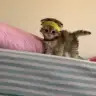 nonut