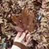 sibel_2602