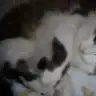basmelek