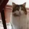 gokceber
