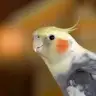 sano