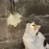 rictus