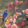 Bahar0742