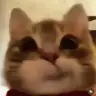 dilob