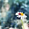hatice kum