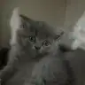 liyaa_1