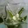 lilyuum