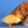 akvaryumm