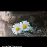 sirinemm1