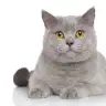 perisu1