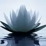 Lotus22