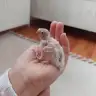 Anais0