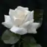 OneVan