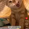 teletabiler