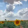 visnelisoda_