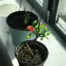 mavimabel