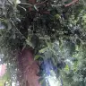 atametefe