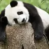 paranoyakpanda