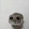 bigpoppays
