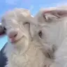 mavipati