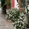 papatyam0136