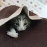 minimik