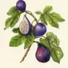 greenfig