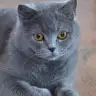ravenht