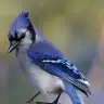 mamadoa