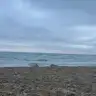 behiya