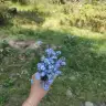 Cicek94