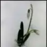 kardelen_05