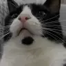 leylosthecat