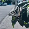 merkalianne