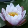 lotus86