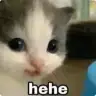 cat princess