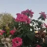Pelsin ada