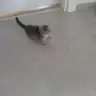 mirzazz