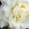 rose77