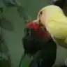 Naz..