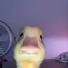 incitaanesssii