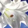 kntszmlgm
